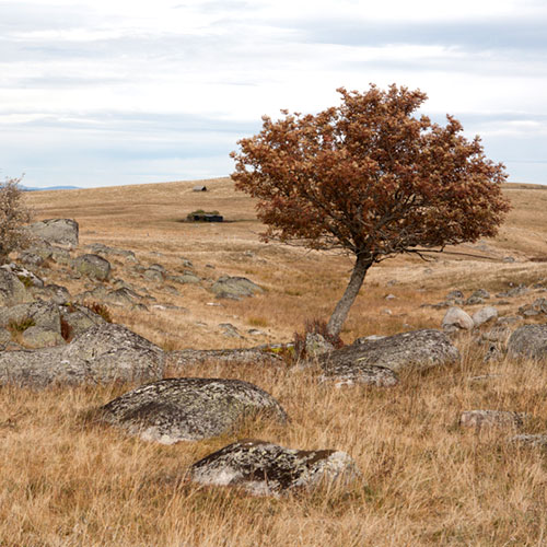 2-Aubrac.jpg